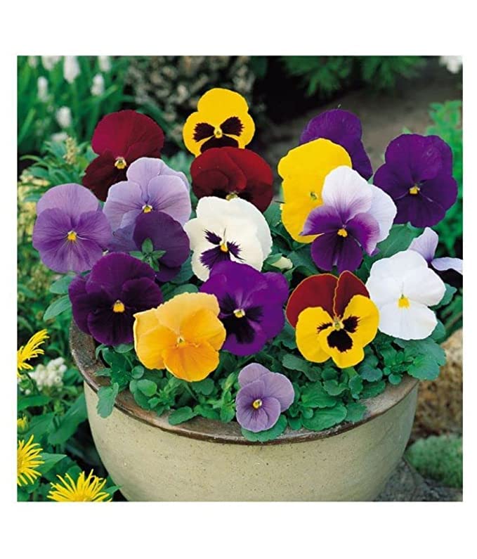 Pansy flower seeds, Flower seeds for pansy, Seeds for pansy flower ( 60