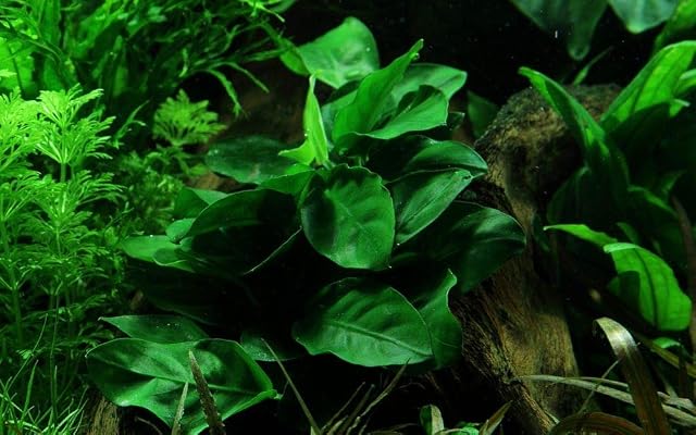Foto 2 de 6 de Tropica Juego de 6 plantas para principiantes, plantas para acuario, n.º 1