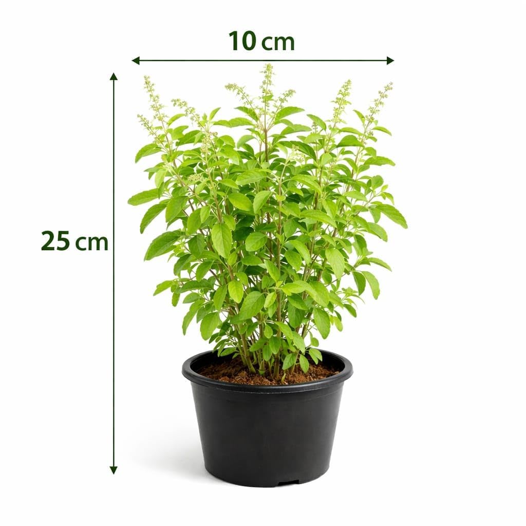 Tulsi Live Plant - Holy Basil for Home & Pooja -4