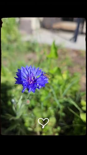 Review Image by Asmith0689