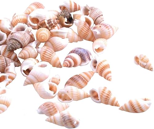 Miniatura 10 de Forart - 100 conchas marinas medianas mixtas de océano, conchas marinas mixtas de playa, conchas marinas mixtas para playa, fiestas temáticas,