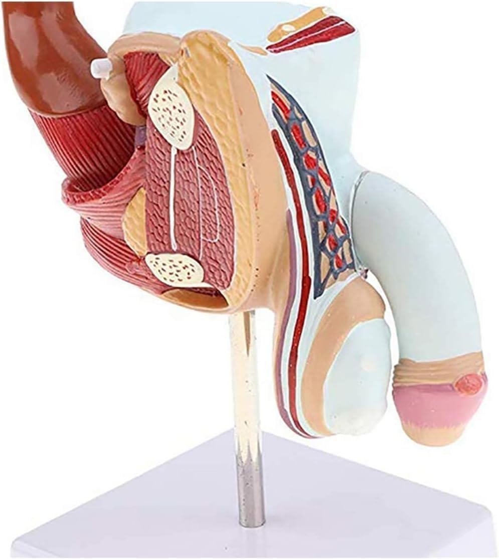 Anatomisches Modell des menschlichen männlichen Urogenitalsystems