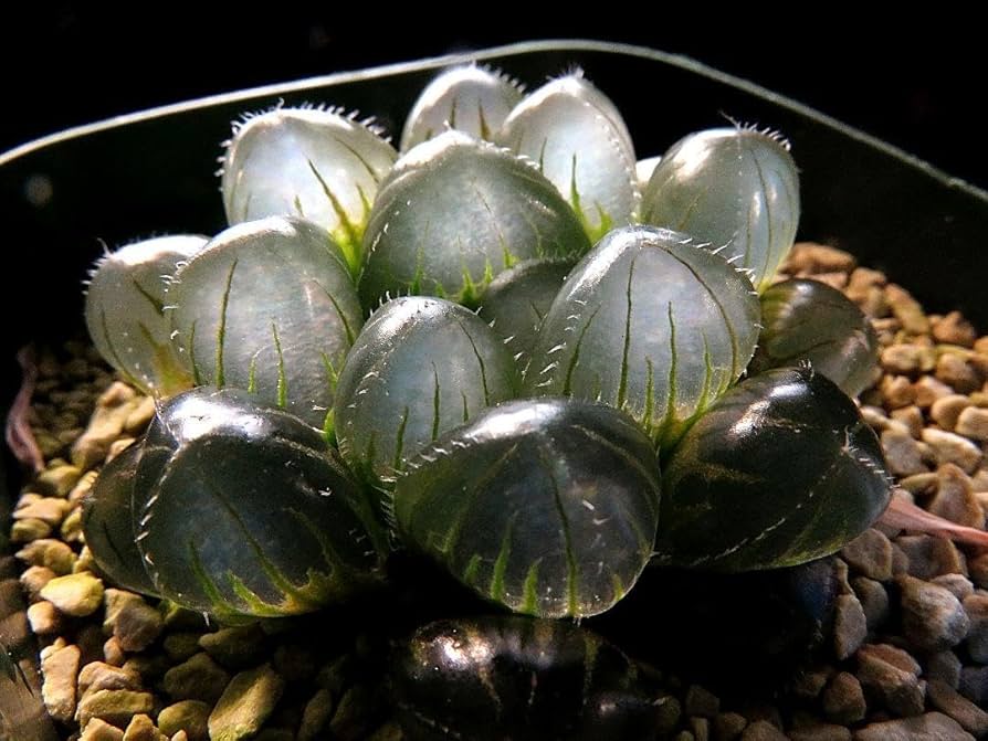 Amazon.co.jp: 大サイズ SFMオブスタ ブルー系 多肉植物 ハオルチア