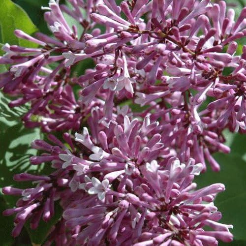 Syringa meyeri 'Palibin' Dwarf Lilac 15cm Pot Size