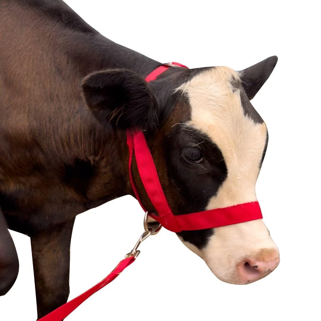 Cow Halter Cattle Halters Calf Halter with Leading Rope，Adjustable Nylon Livestock Cattle Halter，for Miniature Horse Donkey Goat Foal (Red, Small)