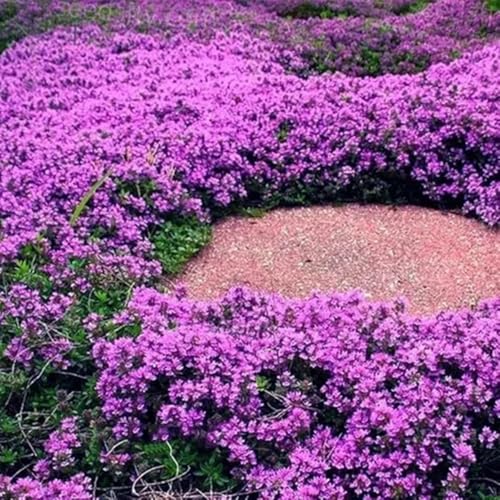Semi di timo serpillo, selvatiche Semi di timo tappezzanti, semi di aromatiche perenni 400pcs