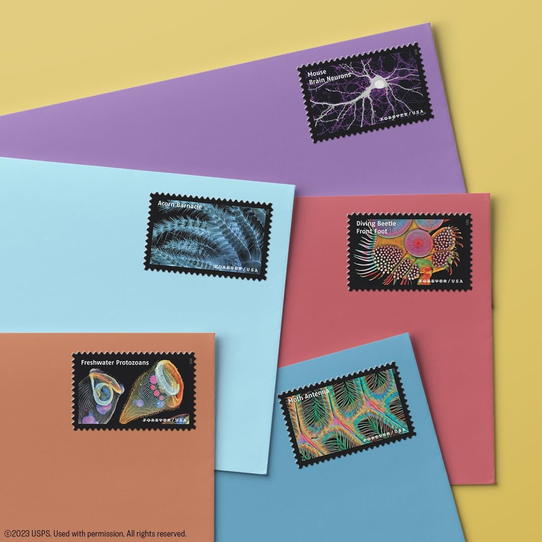 Life Magnified (2 Sheets of 20) Forever Postage Stamps Explores Life on Earth (Red Blood Cells, Macaw Parrot Feather, Human Hair, Moss Leaves, Arranged diatoms, Acorn Barnacle) 2023 Scott #5802 image 2