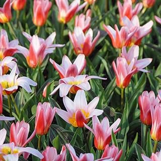 Rare Tulip Bulbs - Ideal for Indoor and Outdoor Decor, Easy to Plant, Beautiful Blooms Every Season (5 Bulbs,Heart's Delight)