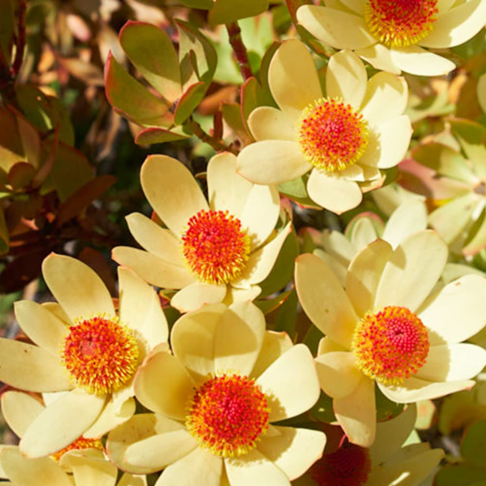 Amazon.co.jp: リューカデンドロン・サマーサン 5号ポット【品種で