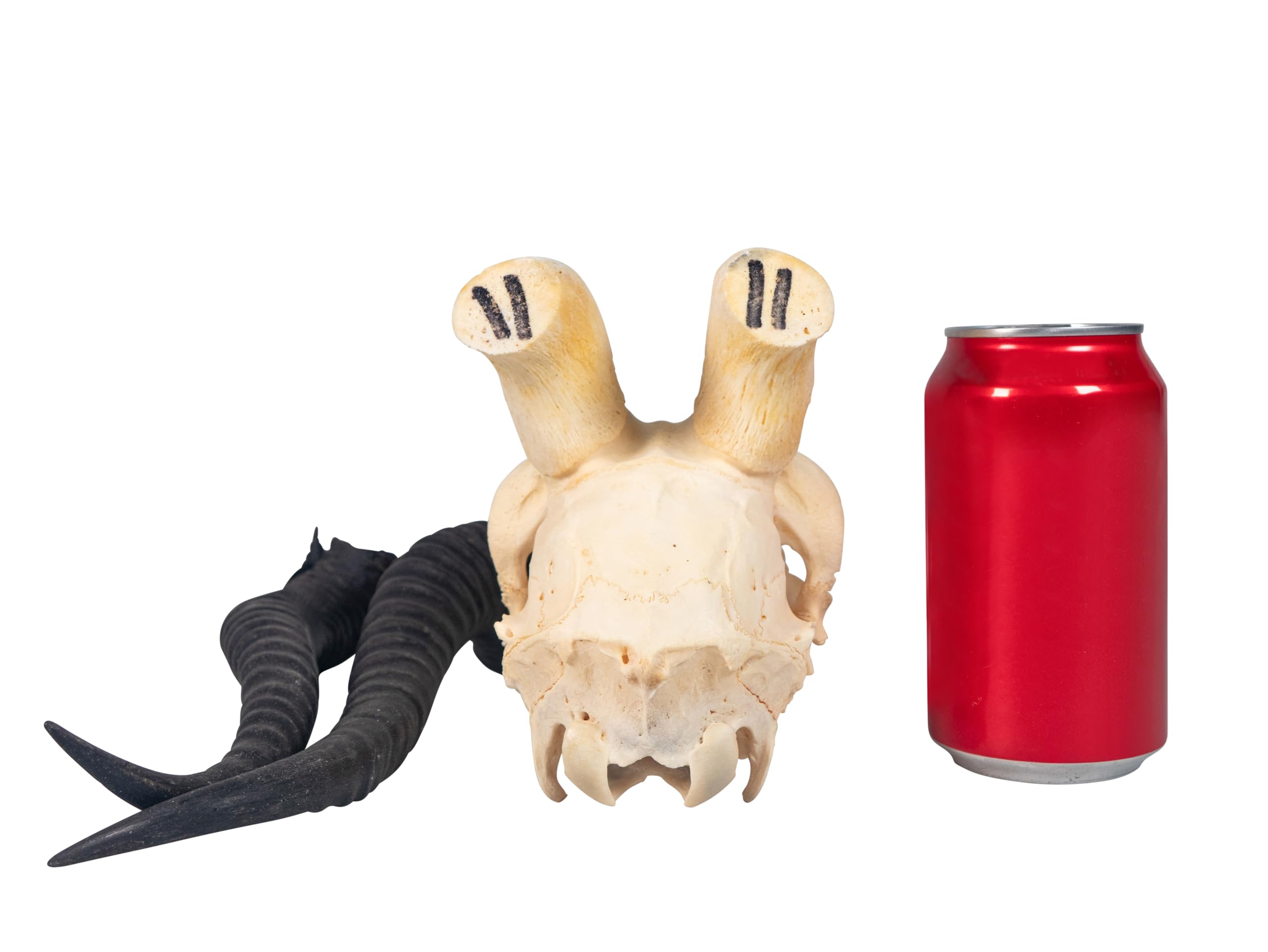 Amazon.com: Real Male Springbok Skull G4565 : Industrial & Scientific