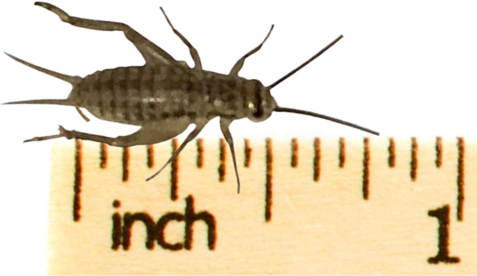 250 Live Medium (1/2) Crickets (Acheta Domesticus) by BuyFeederCrickets