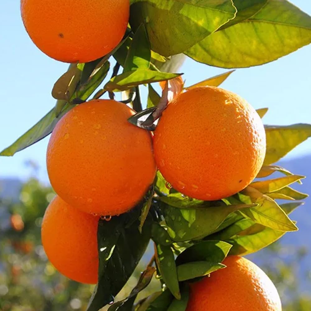 Boîte d'avocat hass et oranges | 2 kg d'avocat hass et 2 kg d'oranges, cultivées de manière durable, et expédiées directement du champ à votre maison, garantissant fraîcheur et saveur
