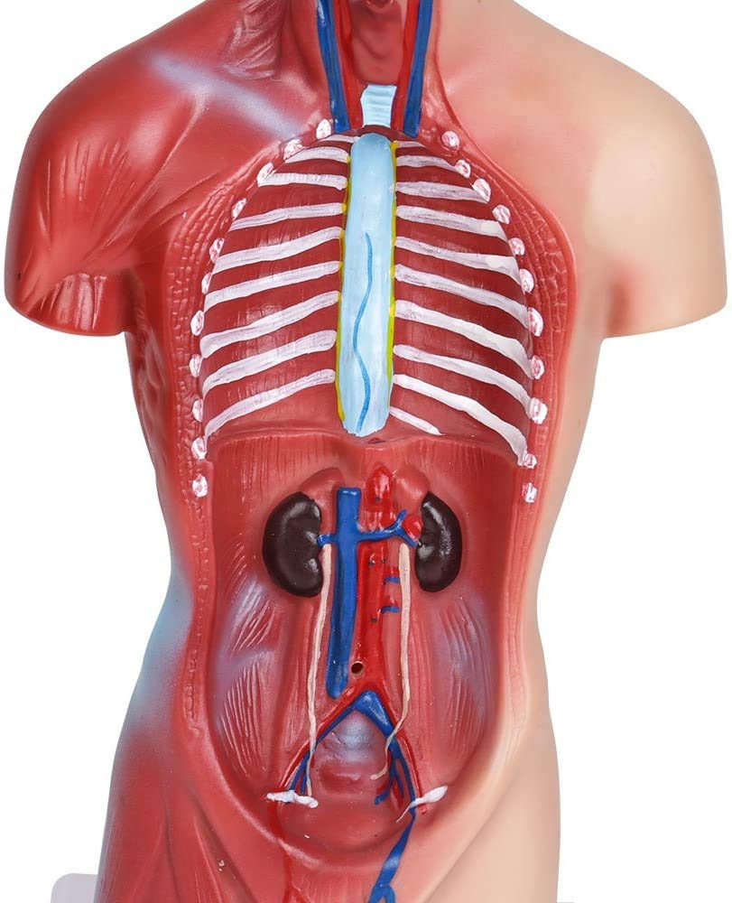 Modello anatomico del busto umano - Organi rimovibili, cuore, cervello, polmoni - Strumento educativo medico per studenti, insegnanti, operatori sanitari