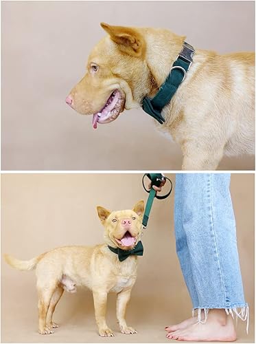 Miniatura 6 de Collares de perro personalizados con nombre y número de identificación grabado, collares de mascotas para razas pequeñas, medianas y grandes (L,