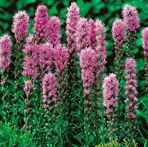Miniatura 8 de Semillas Liatris Spikata Rosa (Estrella Ardiente)