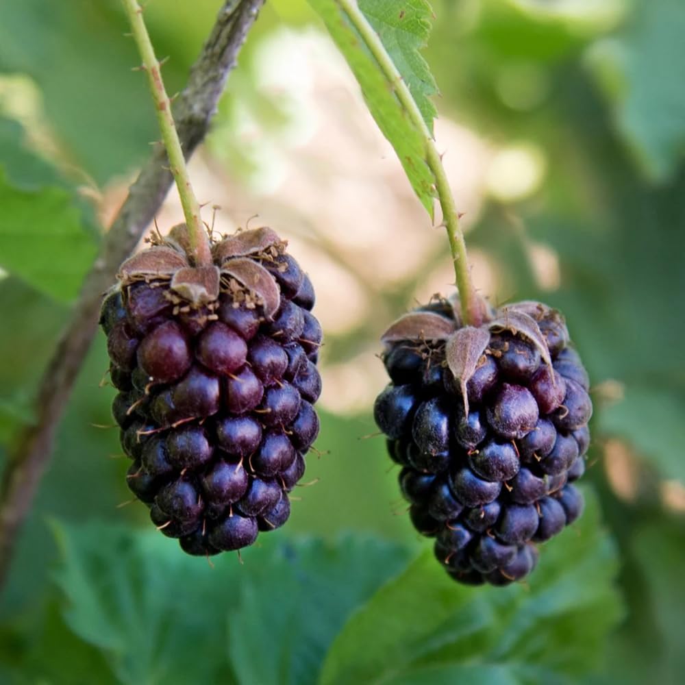 Amazon.com : 4 Boysenberry Plants Live for Growing 5 to 8 Inch