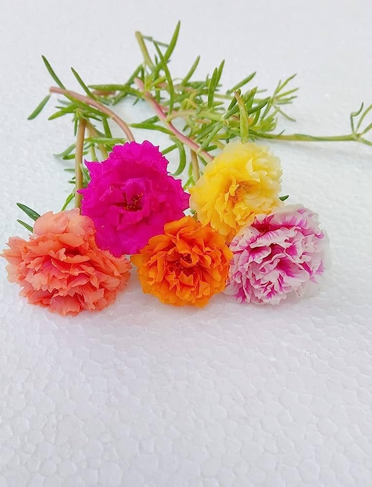 Portulaca double flower plant live multicolour (8 Cuttings Different Colour) (B0CBSYHBD2) Amazon Price History, Amazon Price Tracker