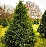 3 Murray Cypress Trees - 6-12'' Tall Live Plants - Fast Growing Privacy Screen Seedlings - Evergreen Hedges - Cupressus x leylandii ‘Murray’ - (3 Pack)