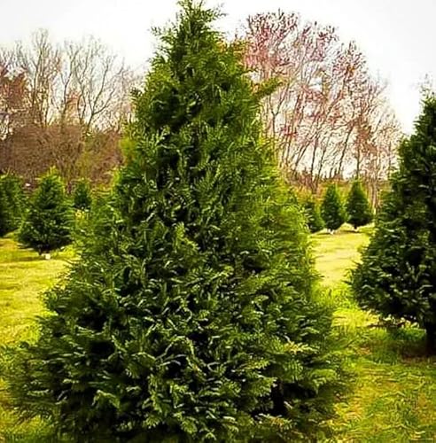 3 Murray Cypress Trees - 6-12'' Tall Live Plants - Fast Growing Privacy Screen Seedlings - Evergreen Hedges - Cupressus x leylandii ‘Murray’ - (3 Pack)