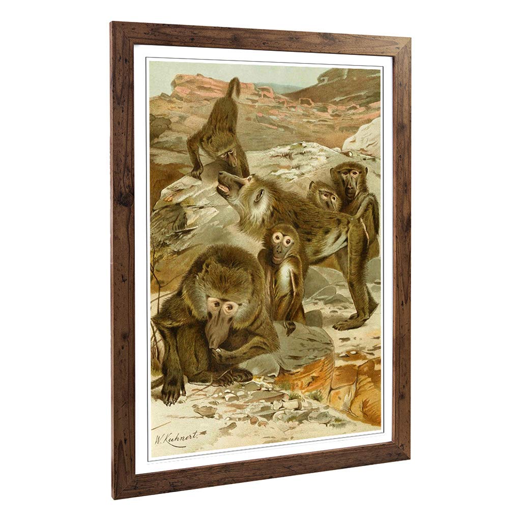 Big Box Art Framed Print of Vintage W Kuhnert Baboons Design | Wall Art Picture | Home Decor for Kitchen, Living, Dining Room, Bedroom, Hallway, Office, Walnut, A2 / 24.5x18 Inch / 62x45cm
