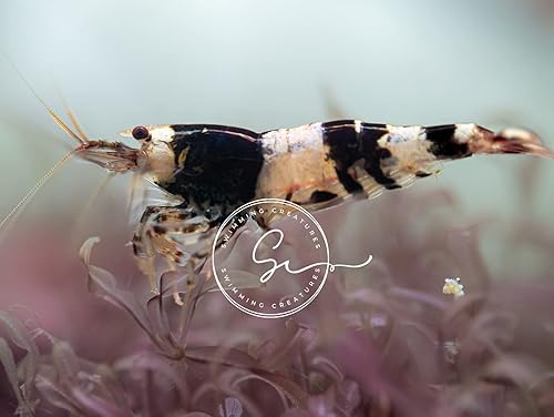 Miniatura 2 de Swimming Creatures 5 camarones rojos cristalinos y 5 camarones negros de cristal, camarones abeja, Caridina Cantonensis, grado CRSCBL S-SSS