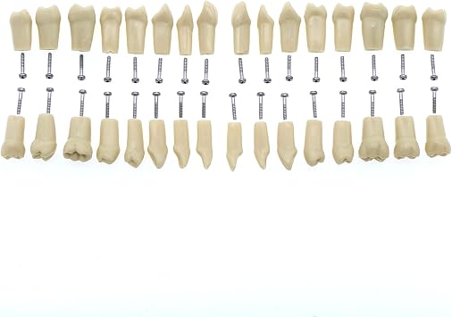 Dental Model Typodont Fit for Frasaco AG3 Type 32 Teeth Replacement Set Cavity Filling Preparation Practice 11 for Teaching Practice Exams M8022-2