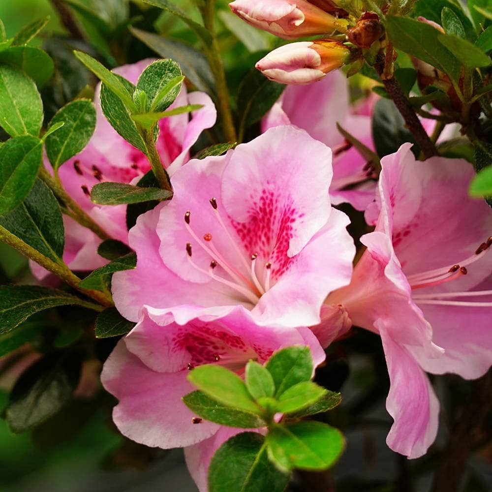 苗ページです！ 楽天市場】ツワブキ 七変化（シチヘンゲ）4号苗 : 千草園芸