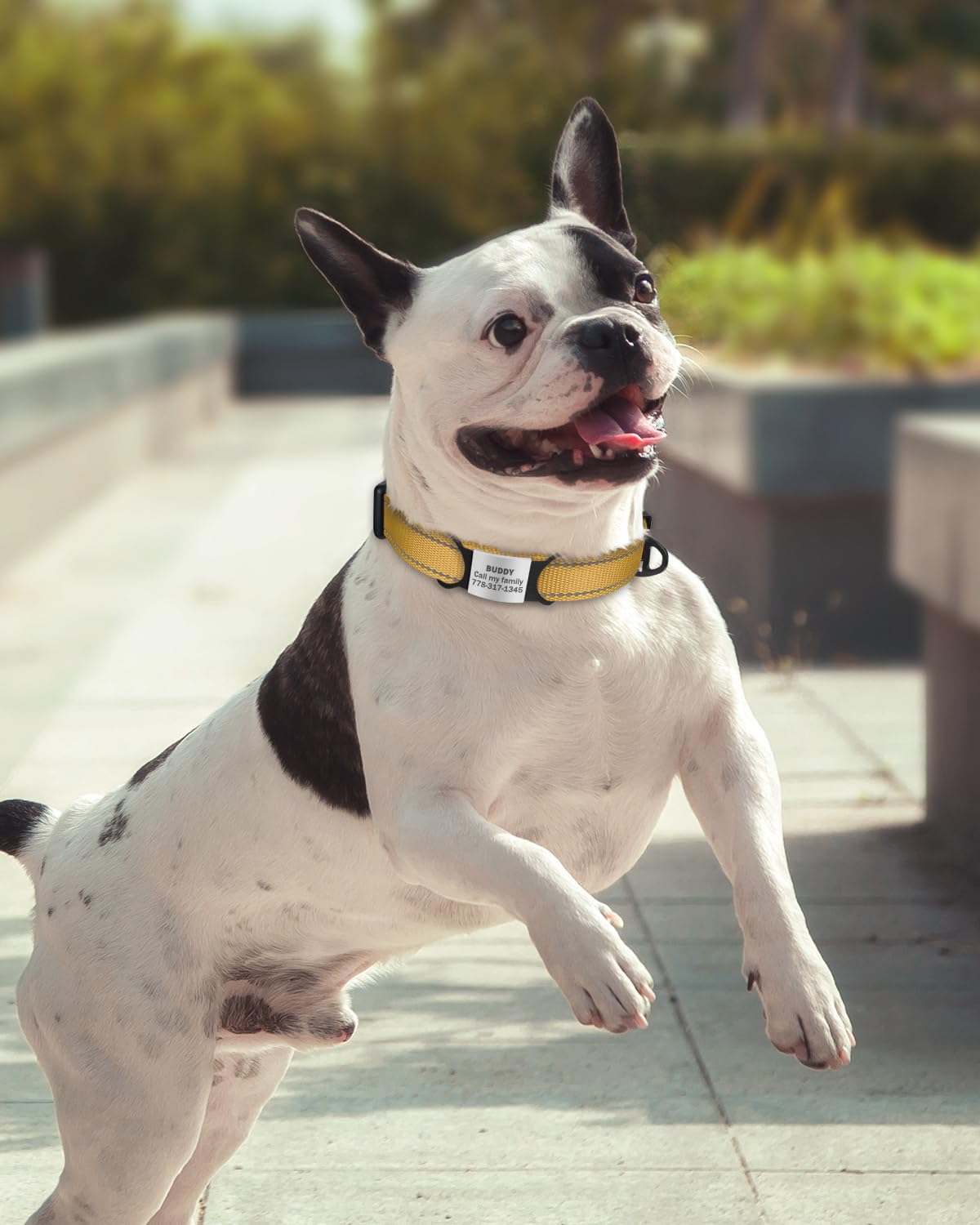 TagME Collare per Cani in Nylon Riflettente, Fibbia Staccabile Durevole, Collari Di Sicurezza Regolabili per Cani Di Piccola Taglia, Marrone, Larghezza 2.0 cm