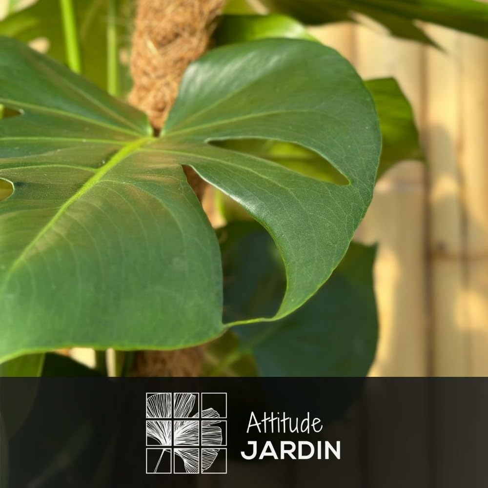 Attitude Jardin - Monstera deliciosa - plante trouée avec tuteur - purificateur d'air - 90-100 cm - ⌀ 19 cm - plante d'intérieur
