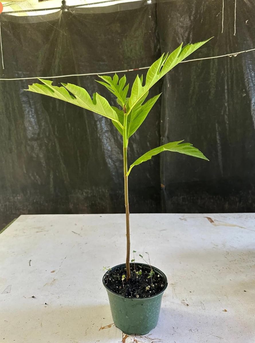 Breadfruit Plant, Breadfruit (Artocarpus altilis) Tropical Live Fruit Tree, Tropical Live Fruit Seedling, Pana de Pepita 10inch-1ft