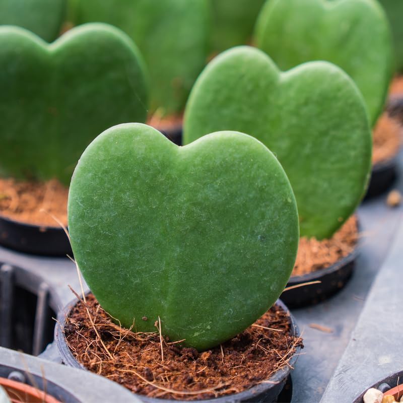 Hoya Kerrii Heart Plant, Green Hoya Plant Live Houseplants 2 Inches Potted to Plant Indoor