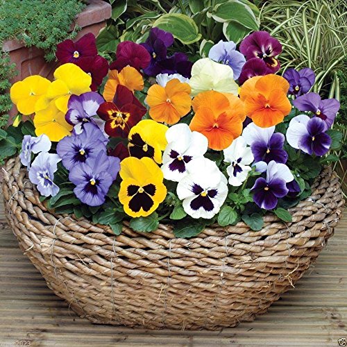Pansy Seeds - St. Ravel Mix - No Garden Is Complete Without Pansy - Biennial(100 Seeds) #TOP2