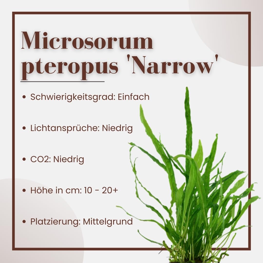 AquaOne Plante d'aquarium Microsorum pteropus « Narrow » I Plante aquatique Plante d'aquarium Porte-racine/rhizome entièrement enracinée Facile à entretenir Décoration d'aquarium