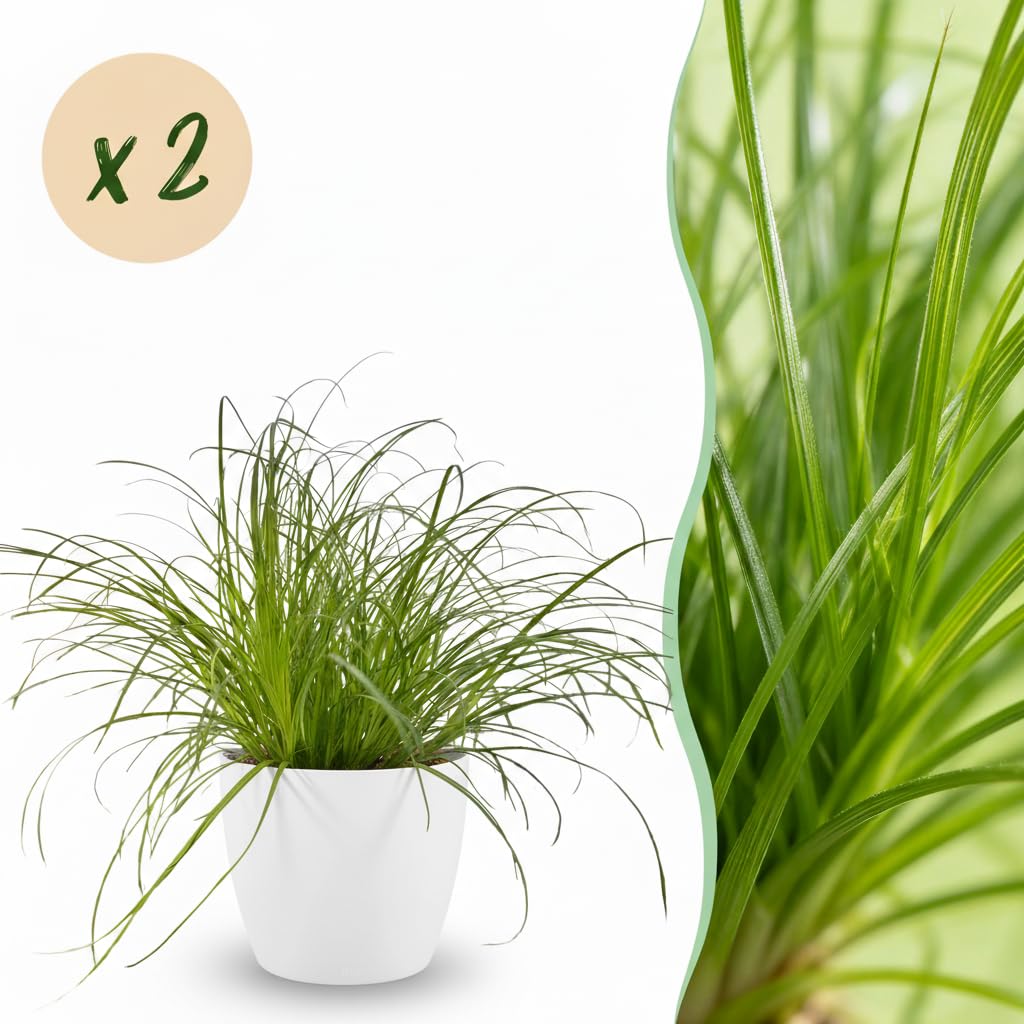 Erba Gatta Cyperus Zumula, Pianta Verde da Interno, 2 Pezzi con Vaso Bianco