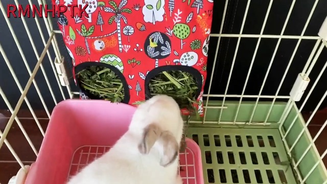 Rabbit Hay Feeder Bag, Guinea Pig Hay Feeder for Cage Small Animal Hanging Feeding Bags Rabbit Hay Dispenser Storage for Rabbits Guinea Pigs Bunnies Chinchillas (Orange,Light Blue, 3 Hole) - image 6