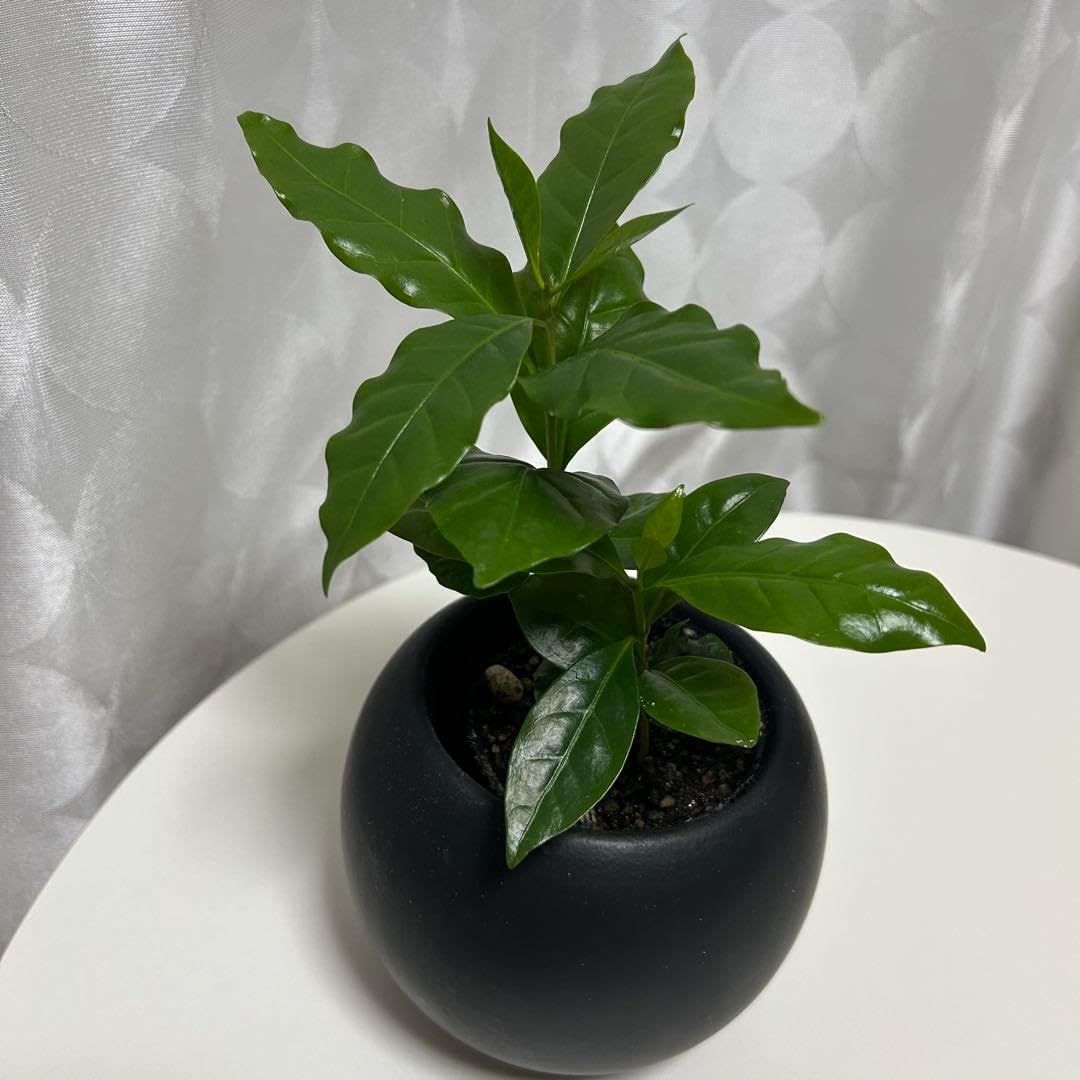 Amazon｜観葉植物 コーヒーの木の苗 抜き苗｜観葉植物 オンライン通販