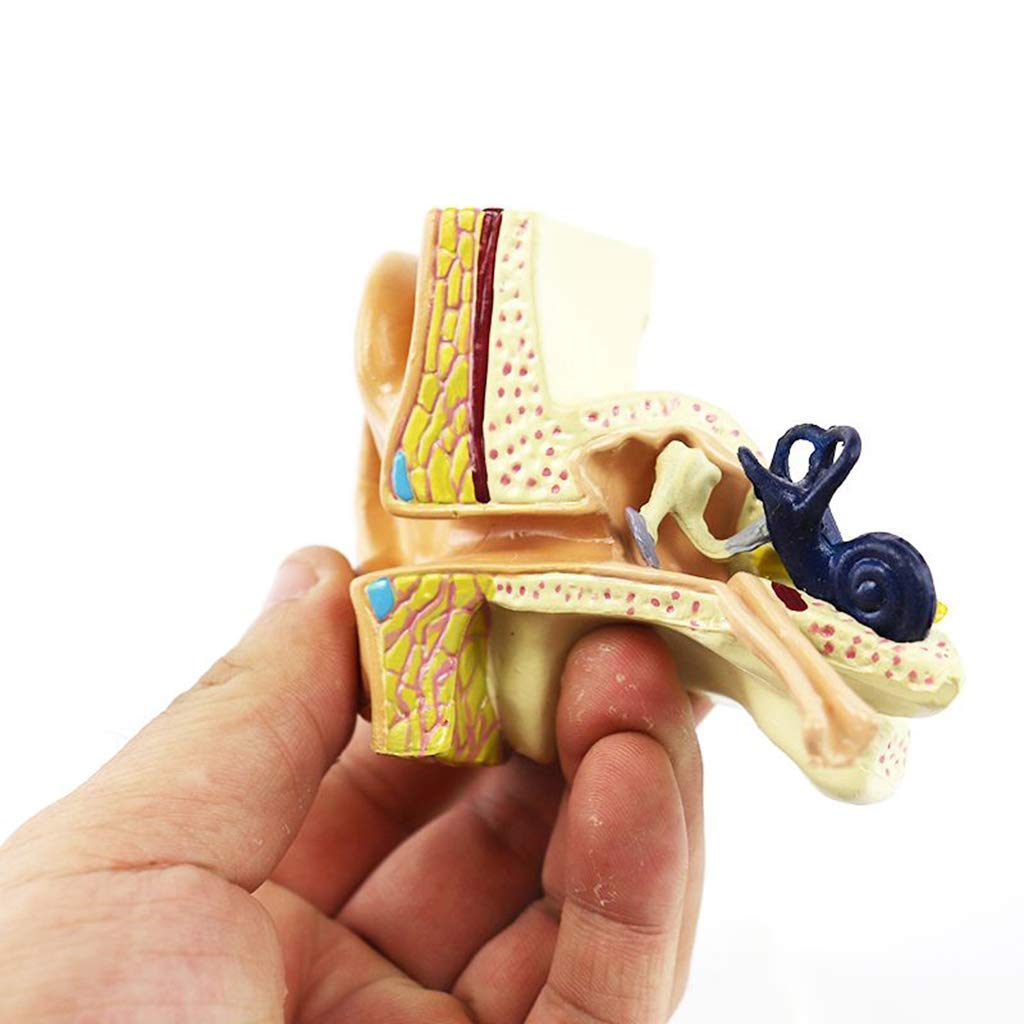 Modello Orecchio Umano Anatomico Ingrandito 3X In 4 Parti Smontabili, Con Base, Per Studio E Insegnamento - 4