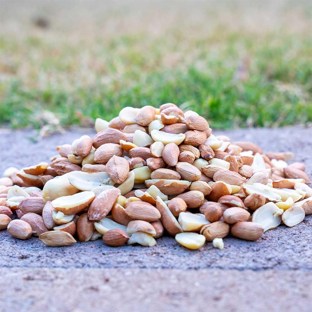 Desert Valley Shelled Peanuts, All Natural Premium Wild Bird and Wildlife Food for Squirrels, Cardinals, Jays and More (5 Pounds)