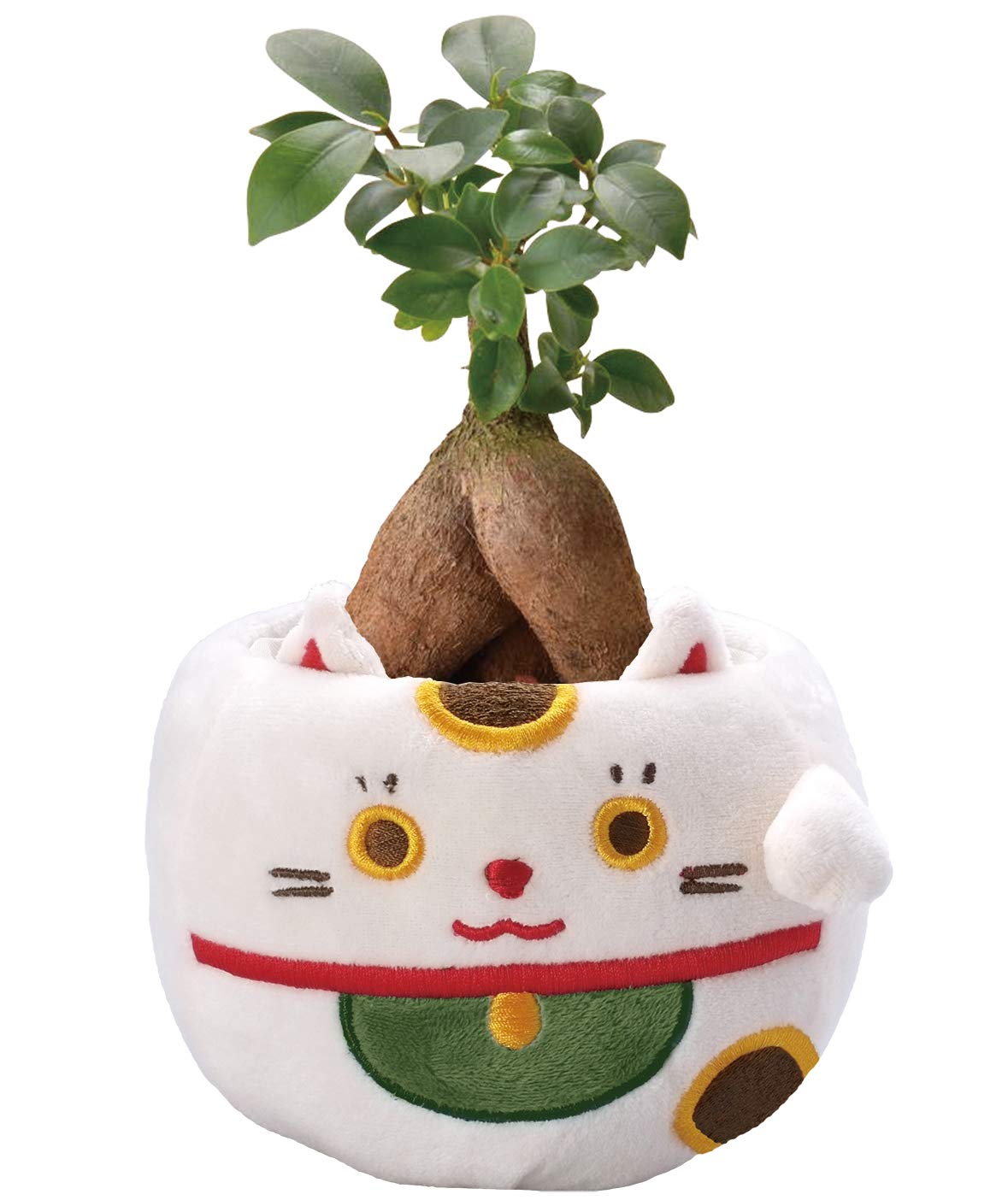 Amazon｜花のギフト社 ガジュマル ガジュマルの木 観葉植物 ミニ 本物