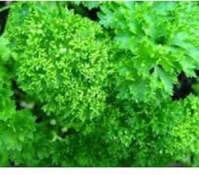 Parsley, Moss Curled Parsley Seeds, Heirloom, Non GMO, 25+ Seeds, Parsley Seeds