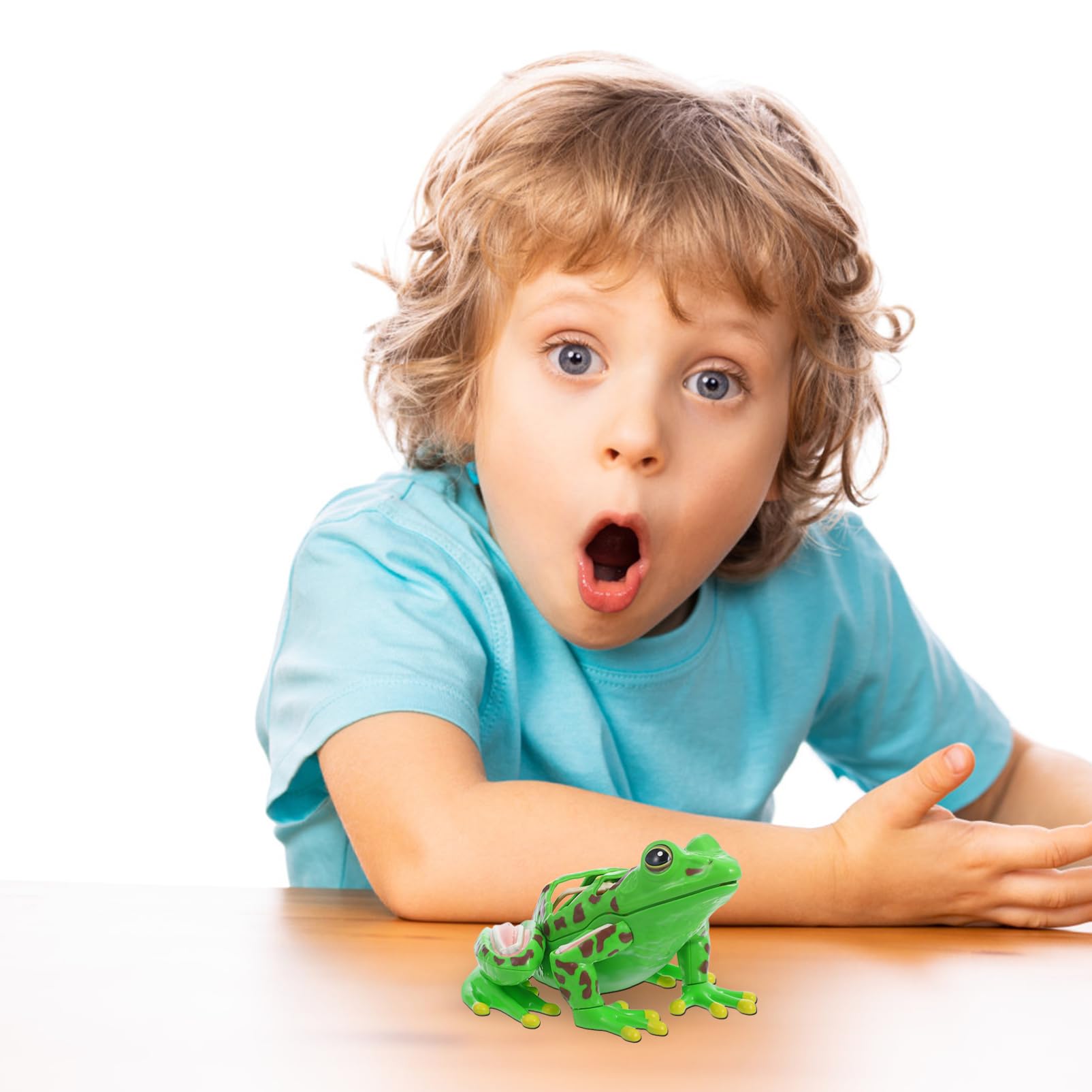 Grenouille Modèle Outils Pour Pour L'Aide À L'Étude D'Anatomie Grenouille Souvenirs Grenouille Anatomie Réplique Réaliste Grenouille Réaliste Grenouille 3D Puzzle Grenouille