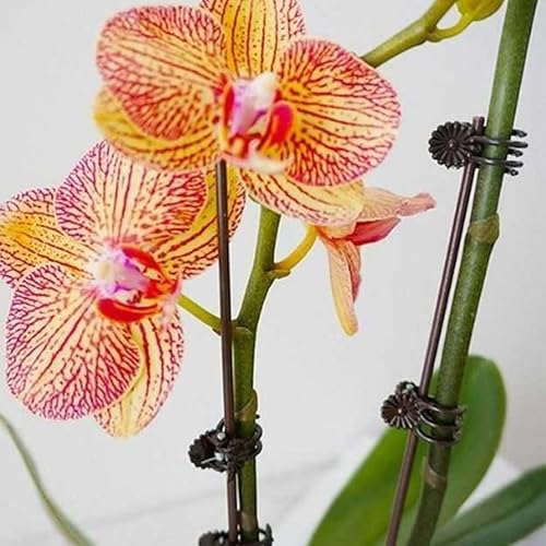 Miniatura 3 de 100 clips de plástico para plantas de jardín, para orquídeas, vides y verduras, soportes ligeros para tallo para plantar e injerto seguros para