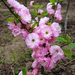 Flowering Almond Plants Tree Live, 7 to 11 Inc Tall, Flowering Plum Bush Live Plant Ornamental Plant Double Pink Flower, Quart Pot