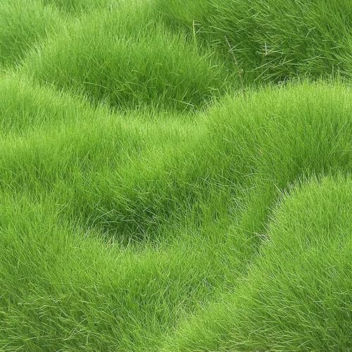 See full amazon price history chart for Maxican Grass Seeds Lawn Grass Seeds For Home Garden Ground Playground F1 Organic Lawn Grass Hybird Seeds for playground (10000 Seedss) Maxican Grass Seeds Lawn Grass Seeds For Home Garden Ground Playground F1 Organic Lawn Grass Hybird Seeds for playground (10000 Seedss) (B0D2WFZVY9) Amazon Price History, Amazon Price Tracker