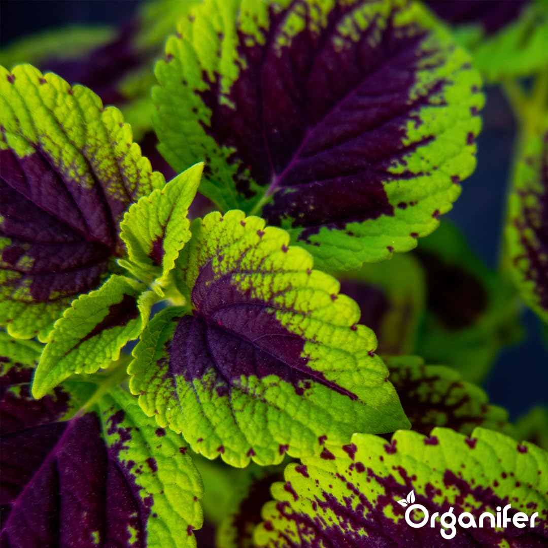Fertilizante Líquido - 5x1L - Para Coleus - NPK 3-4-3 | Plantas Fuertes Y Vitalidad Óptima - Organifer