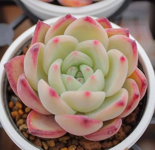 Miniatura 2 de 500pcs Mezcla de semillas suculentas raras para plantar, bricolaje bonsái planta ornamental resistente perenne