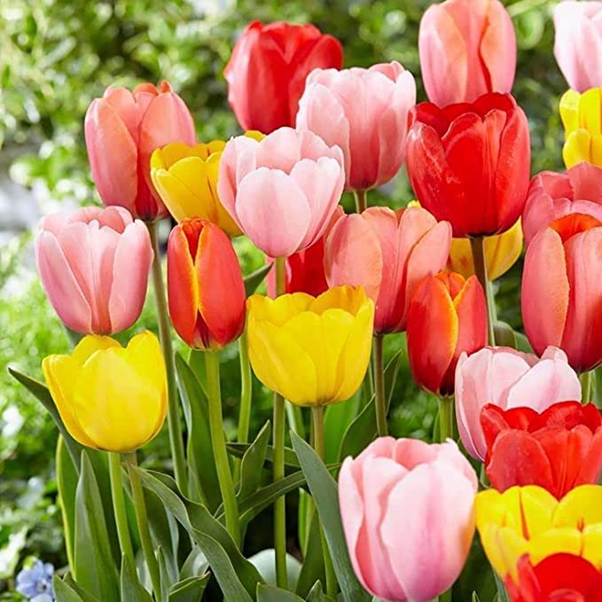 See full amazon price history chart for Tulip Bulbs Mixe color for Home Garden Imported Seeds Pack of 2 By Zabbus Tulip Bulbs Mixe color for Home Garden Imported Seeds Pack of 2 By Zabbus (B0BNPX4L8D) Amazon Price History, Amazon Price Tracker