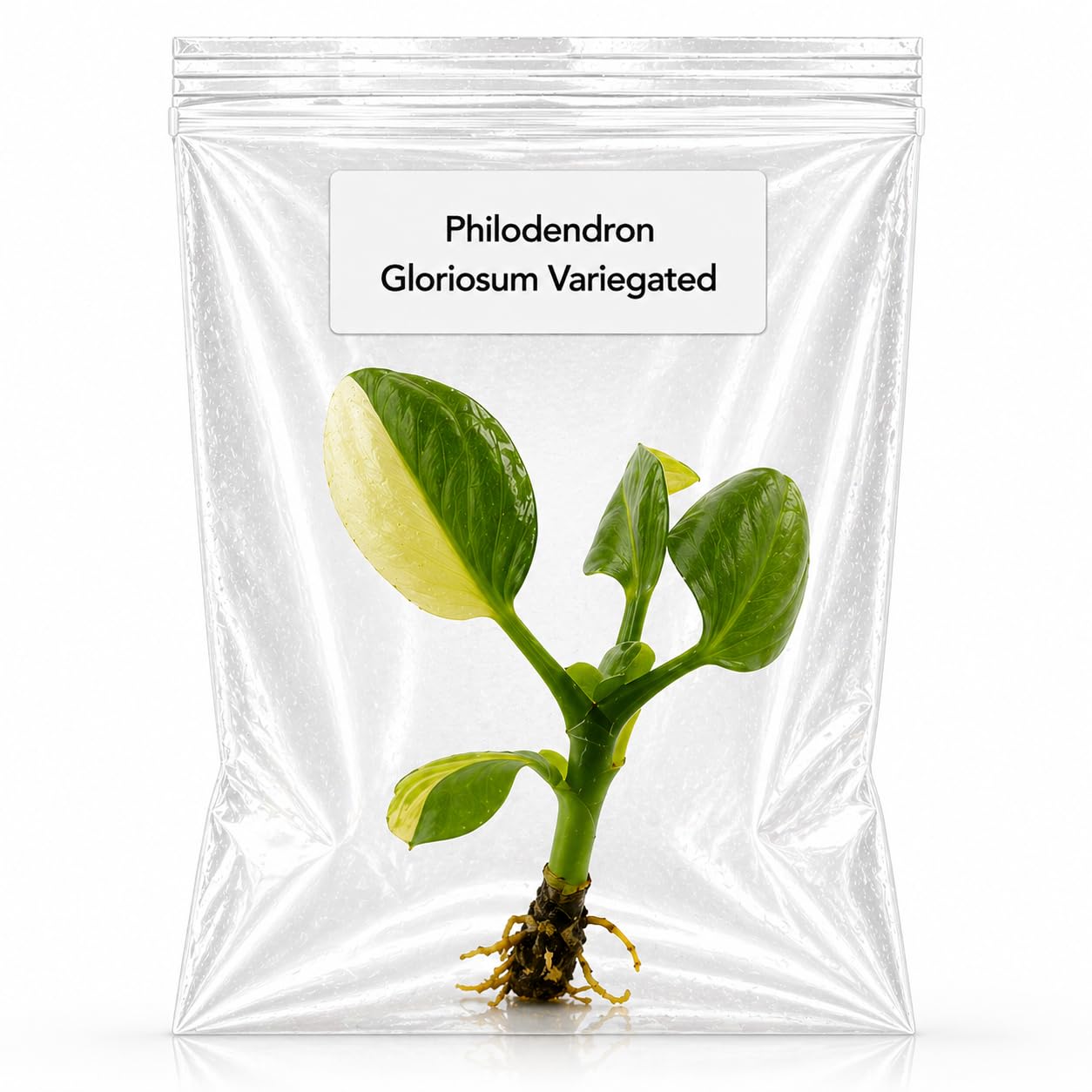 Philodendron Gloriosum Variegated