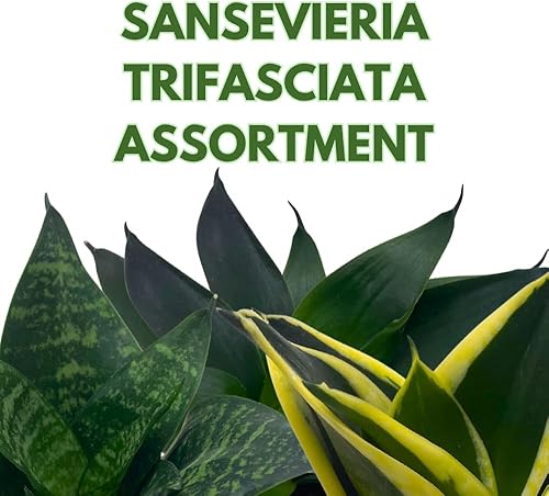 Miniatura 2 de BubbleBlooms Sansevieria Trifasciata Surtido de 3 plantas de serpiente enanas diferentes en forma de roseta en macetas de 2 pulgadas