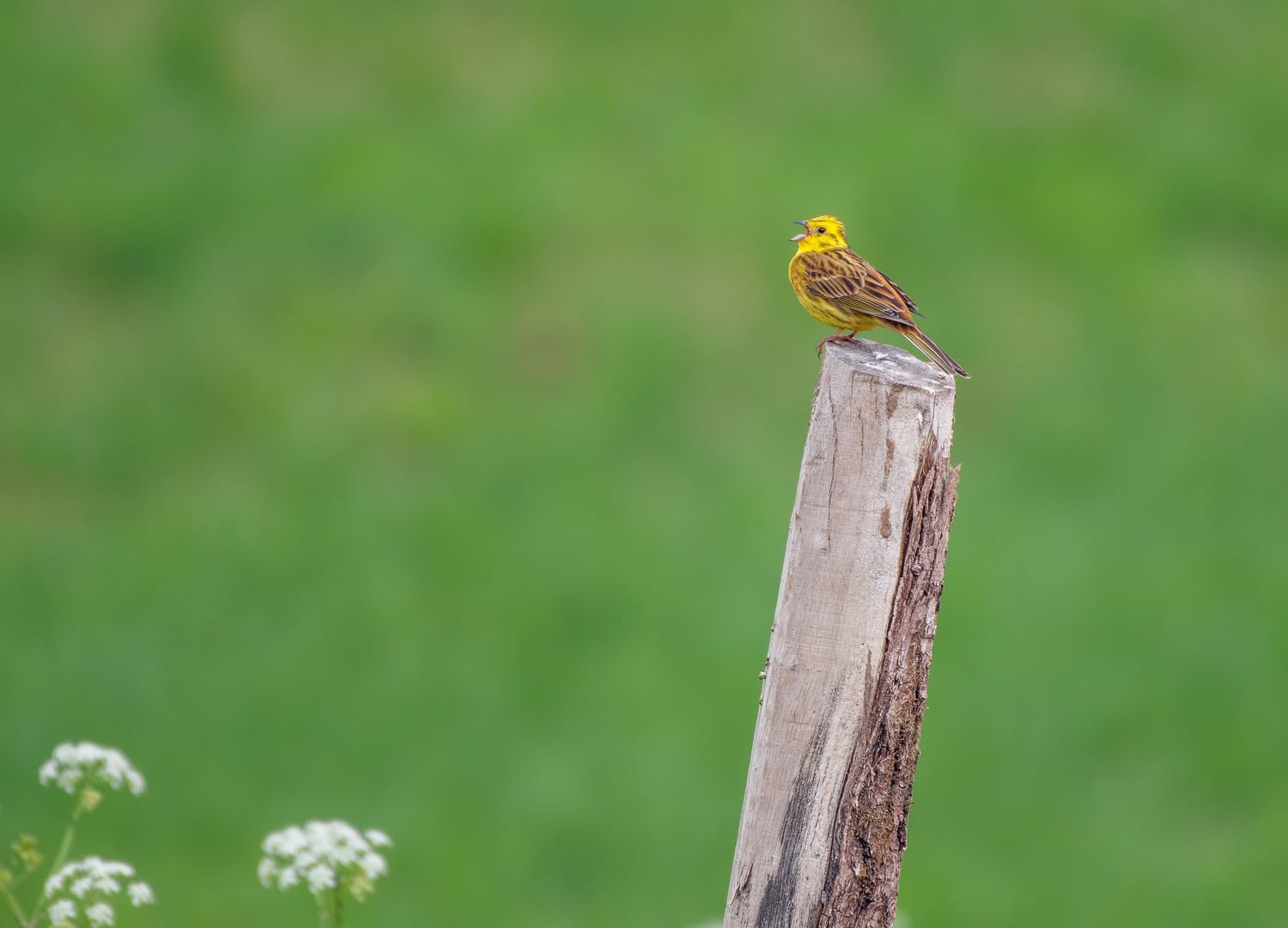The Sound Approach to Birding: The pioneering book on birdsong